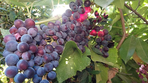 grapes o2.jpg